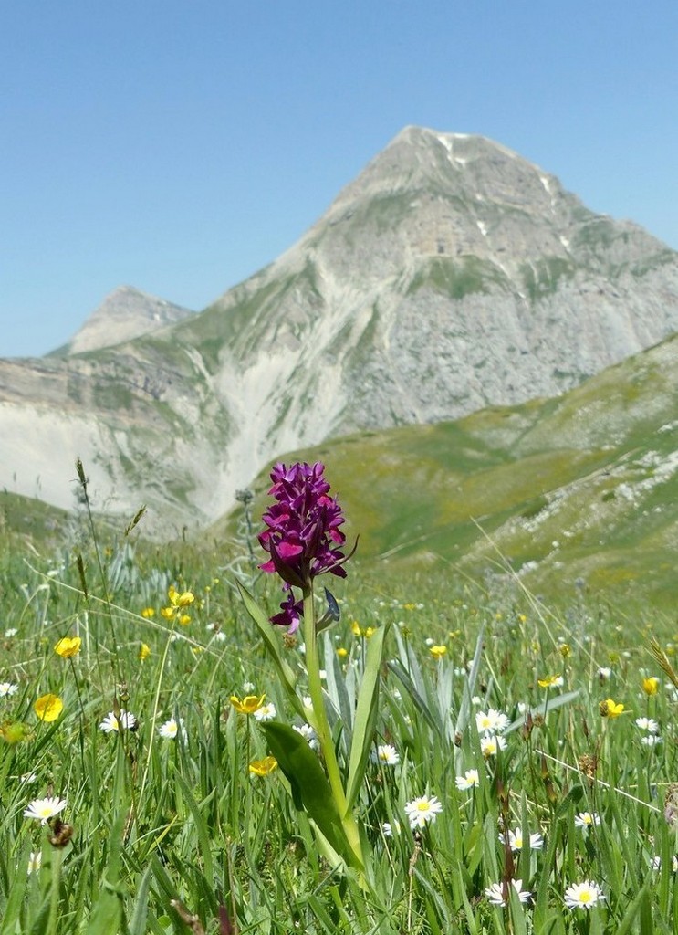 Il Gran Sasso e le orchidee - il mio omaggio al Gigante dellAppennino.